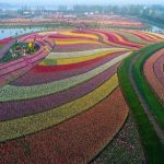 صنعت گل در چین