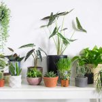 نحوه انتخاب گیاهان آپارتمانی با نگهداری کم