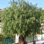 شینوس موله درختی نویدبخش برای فضای سبز شهری