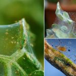 درمان خانگی کنه های عنکبوتی روی گیاهان