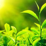 تأثیر نور بر میزان مواد مؤثره گیاهان دارویی