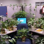 گیاهان مناسب برای اتاق های اداری و نور فلورسنت