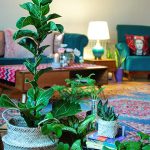گیاهان آپارتمانی برای دکوراسیون بوهو
