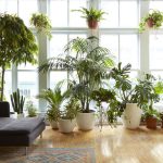 گیاهان آپارتمانی برای دکوراسیون کلاسیک